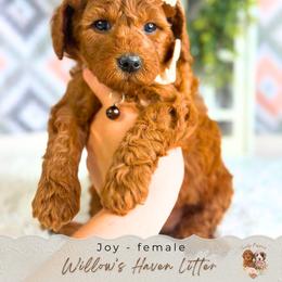 Joy - Red  female Goldendoodle puppy in Atlanta, Georgia from Teddy Puppies