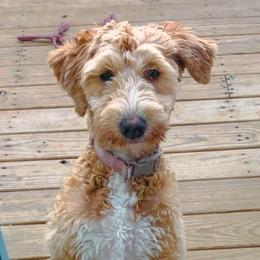 Diamond - Goldendoodle