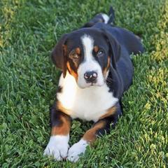 Greater Swiss Mountain Dogs from Jan Collin's Greater Swiss Mountain Dogs
