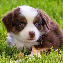 Miniature American Shepherd and Miniature Australian Shepherd Puppies from Bellewynd Acres