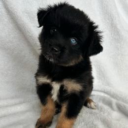 Llano - Black tri-color male Australian Shepherd puppy in Beach City, Texas from Salt N Sass Aussies