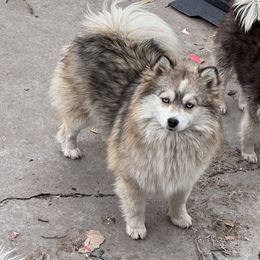 Suzie - Pomsky