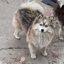 Suzie - Pomsky