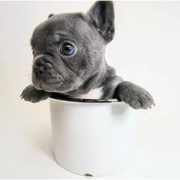 Blaze - Blue male French Bulldog puppy in Menahga, Minnesota from Mini French Bulldog Pups