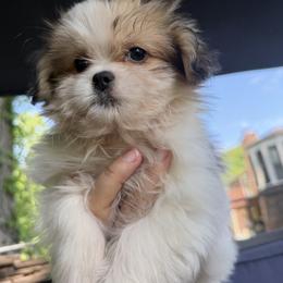 Mal-Shi, Maltese, Maltipoo, Poodle, and Shih Tzu Puppies from Joy-Fur Puppies