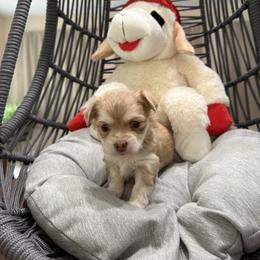 Winter - Merle male Chihuahua puppy in Ochlocknee, Georgia from High Cotton Chihuahuas