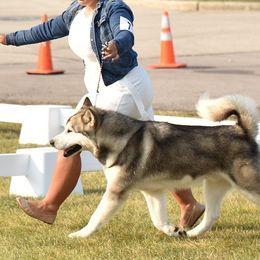 Maverick - Alaskan Malamute