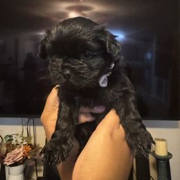 White Girl - Black and white female Shorkie puppy in San Tan Valley, Arizona from Great Mates