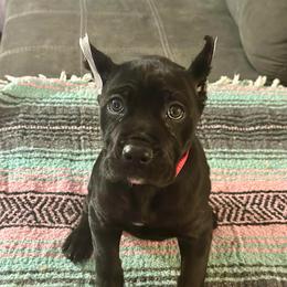 Female 1 - Black female Cane Corso puppy in Haslet, Texas from Trained To Go Corso Kennels (T.T.G. Corso Kennels)