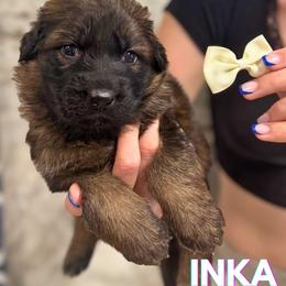 Inka - Sable female German Shepherd puppy in Canton, Texas from WILDWOOD GERMAN SHEPHERDS
