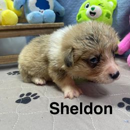 Shelden - Sable male Pembroke Welsh Corgi puppy in Apison, Tennessee from Ashmore Corgis