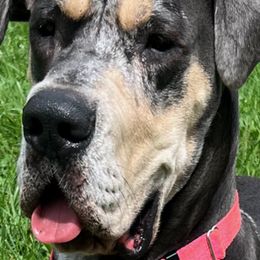 Great Dane Puppies from BkB’s House of Danes