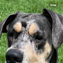 Great Dane Puppies from BkB’s House of Danes