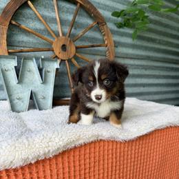 Café - Red tri female Miniature Australian Shepherd puppy in Checotah, Oklahoma from Wild Outlaw Aussies