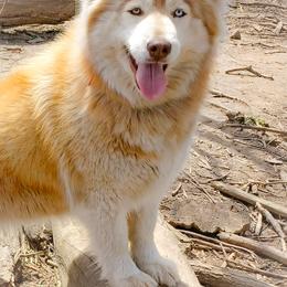 Fallon - Siberian Husky