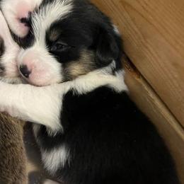 Pembroke Welsh Corgis from Bourbon Corgis