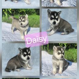 Daisy - Black and white female Alaskan Klee Kai puppy in Byron Center, Michigan from Family Friendly Labradors & Klee Kai