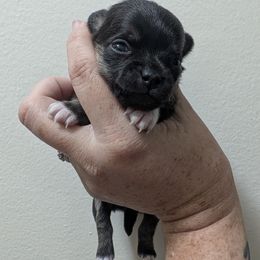 Beth - Black and tan female Chihuahua puppy in Pocatello, Idaho from The Fifth Element Kennel