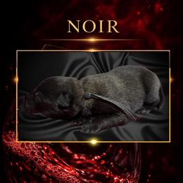 Noir - Fawn sable male Belgian Malinois puppy in Chino, California from BlueStone K9