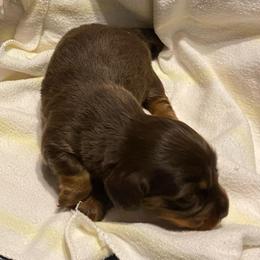 WILLOW CKC REGISTERED FULL RIGHTS - Chocolate and tan female Dachshund puppy in Elizabethtown, Kentucky from Teeny Tiny Puppy Tails
