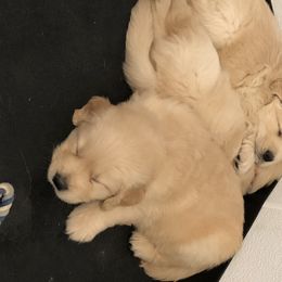 Golden Retriever Puppies from OPK GOLDENS