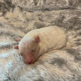 Beau - Parti male Poodle puppy in Haddam, Kansas from Golden B Acres