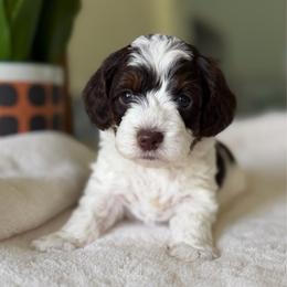 Orange Boy - Brown and white male Cockapoo puppy in Fort Gibson, Oklahoma from Waggle Doodles