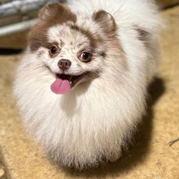 Saint - Pomeranian