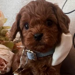 Atticus - Red male Cavapoo puppy in Fairmont, West Virginia from Family Raised Heirloom Companions