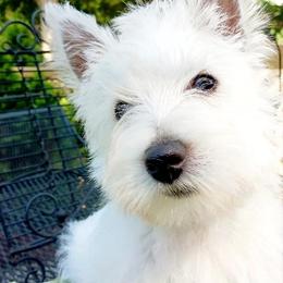 West Highland White Terriers from Altepeter West Highland Terriers