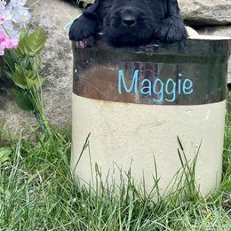 Girl 2 - Newfoundland puppy in Tully, New York from Bear Paw Newfoundlands