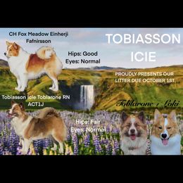 Icelandic Sheepdog puppies from Tobiasson Icie