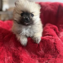 Girl 2 - Wolf sable female Pomeranian puppy in Southaven, Mississippi from Bougie Breeds