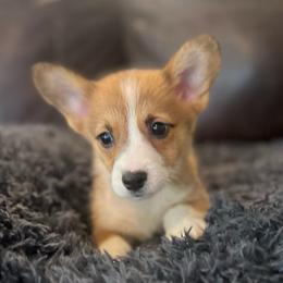 EK M2 - Red male Pembroke Welsh Corgi puppy in Stockton, Iowa from Infinity Corgis