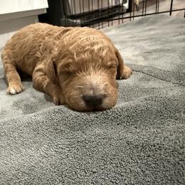 Hot pink - Red  female Goldendoodle puppy in Bakersfield, California from Lavish Doodles