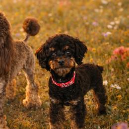 Australian Labradoodles, Bernedoodles, Goldendoodles, Poodles, and Sheepadoodles from Sutton Place Doodles