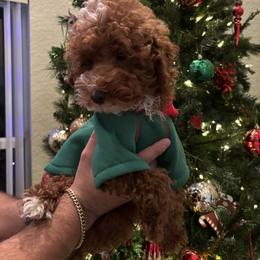 Poodle Puppies from Poodles 4 Life