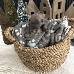 Prancer - Gray and fawn female Cane Corso puppy in Utah from 3Lake Kennelz