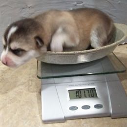 Pomsky Puppies from Promise Land Pomskies
