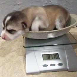 Pomsky Puppies from Promise Land Pomskies