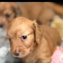 Peach - Cream female Dachshund puppy in Augusta, Georgia from Cherokee Hill Dachshunds