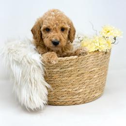 VALOR - Apricot male Goldendoodle puppy in Davison, Michigan from Dreaming Doodles