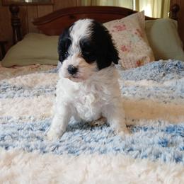 Toffee - White female Havapoo puppy in Blanch, North Carolina from Faithful Hearts Kennel