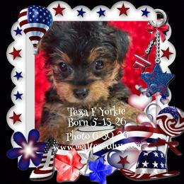 Tessa - Black and tan female Yorkshire Terrier puppy in Silverhill, Alabama from Malteseuluv’s Tiny Treasurers