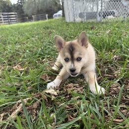 Pomsky Puppies from SRF Pomskies