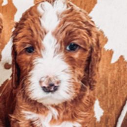 Goldendoodle and Labradoodle Puppies from Blessing Labradoodles, Goldendoodles, standard and mini’s