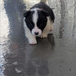 Honey Ham - Brindle and white female Cardigan Welsh Corgi puppy in Hotchkiss, Colorado from Bell S Ranch