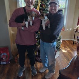 Tippy - Black and tan female Pembroke Welsh Corgi puppy in Red Bluff, California from Ruby's Corgi's