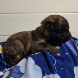 Gray Collar Boy - Sable male German Shepherd puppy in Dallas, Pennsylvania from Mountainside German Shepherds