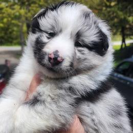 Dunkin - Blue merle and white male Shetland Sheepdog puppy in Weedsport, New York from M&M Shelties and Smooch-A-Bulls English Bulldogs